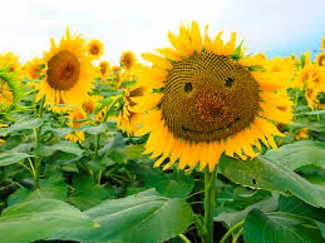 キャンペーンタイトル